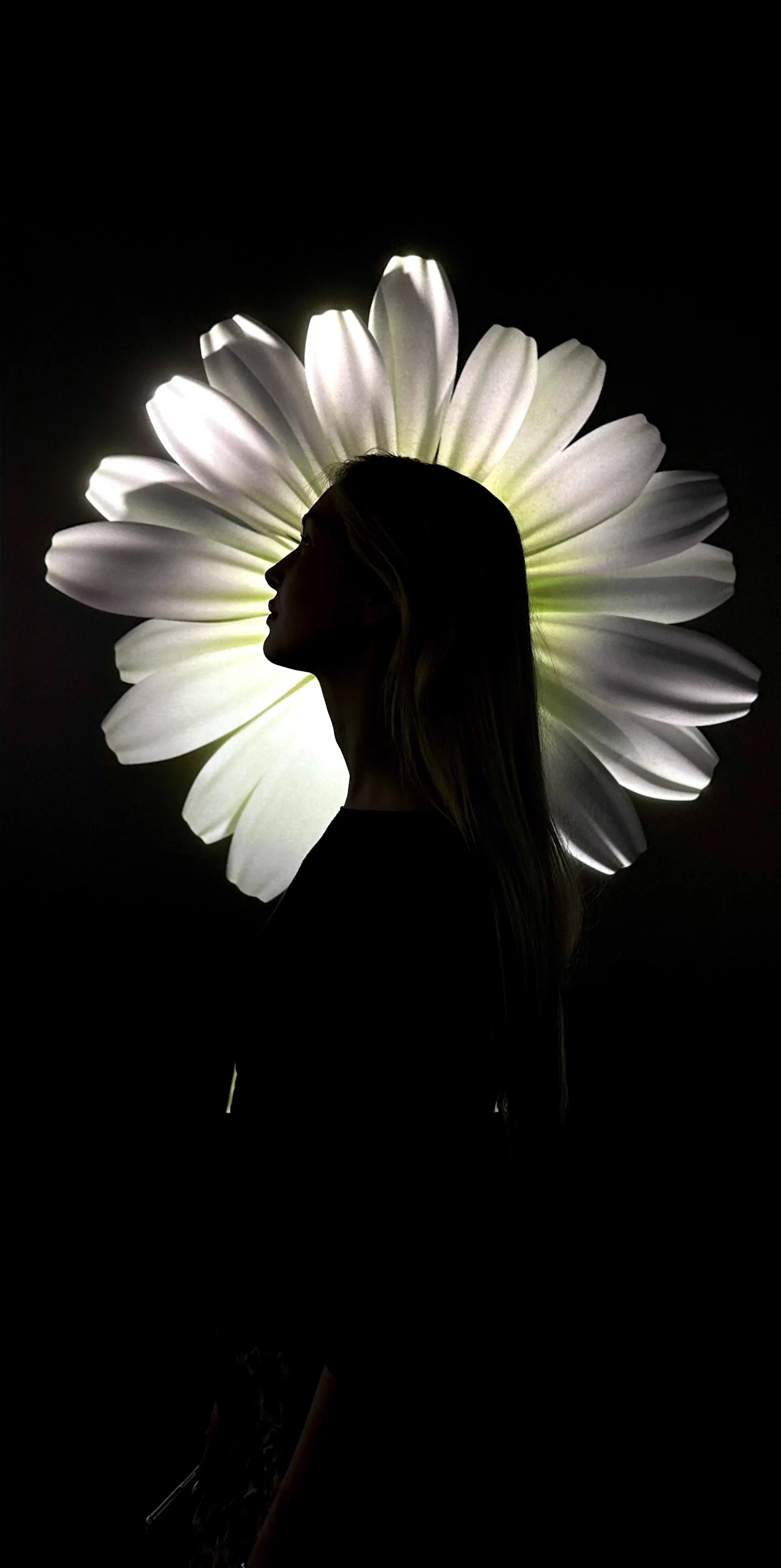 Single Daisy Portrait